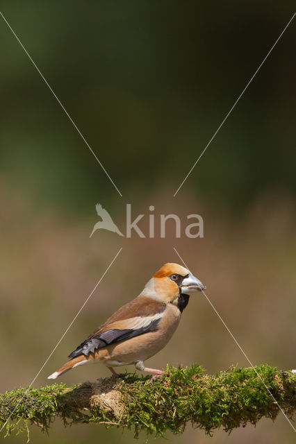 Hawfinch (Coccothraustes coccothraustes)