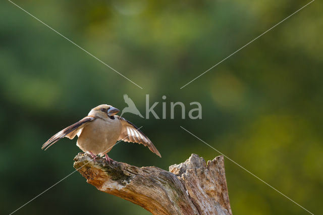 Hawfinch (Coccothraustes coccothraustes)