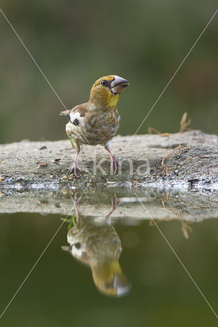 Appelvink (Coccothraustes coccothraustes)