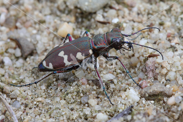 Tiger Beetle (Cicindela hybrida)