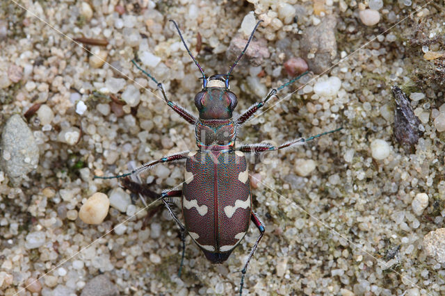 Tiger Beetle (Cicindela hybrida)