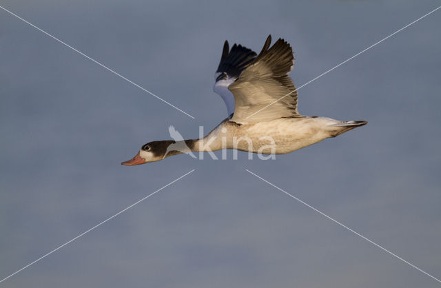 Bergeend (Tadorna tadorna)