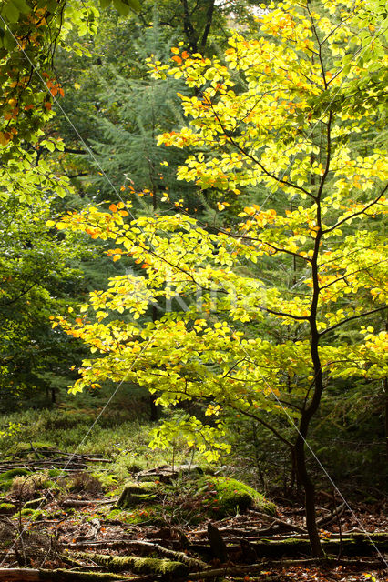 Birch (Betula)