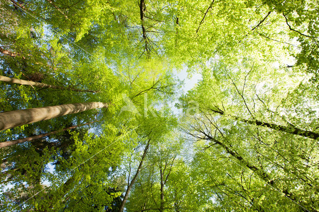 Beech (Fagus spec.)