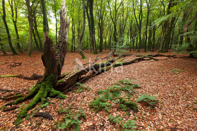 Beech (Fagus spec.)