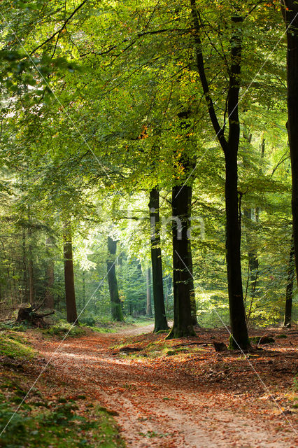 Beuk (Fagus spec.)