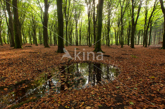 Beech (Fagus spec.)