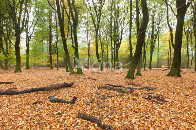 Beech (Fagus spec.)