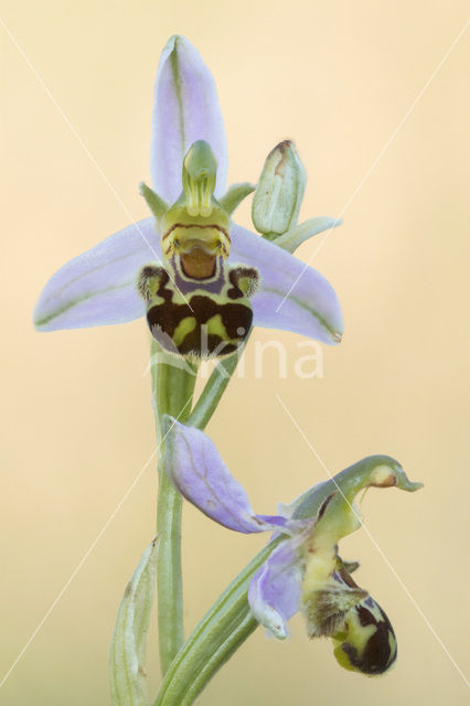 Bee Orchid (Ophrys apifera)