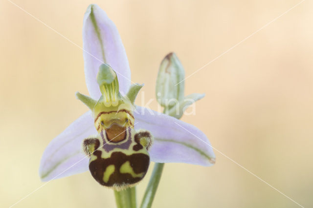 Bijenorchis (Ophrys apifera)