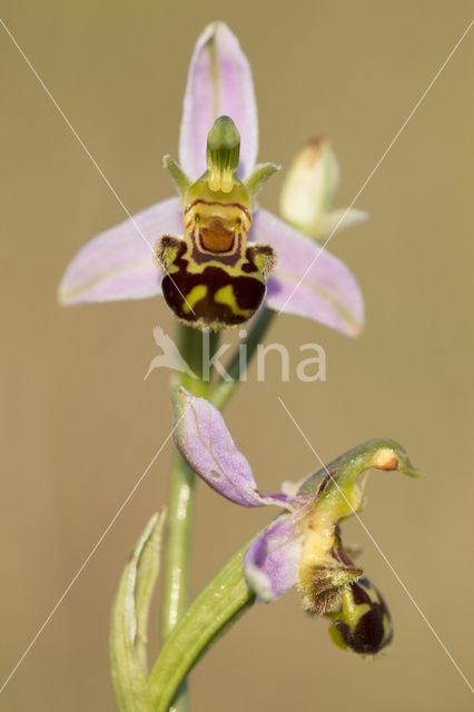 Bijenorchis (Ophrys apifera)