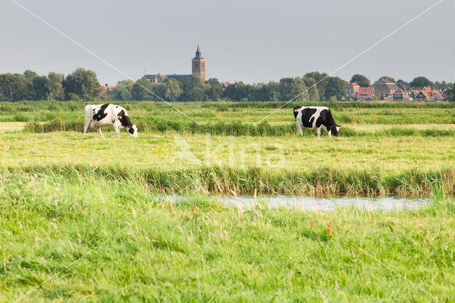 Cow (Bos domesticus)