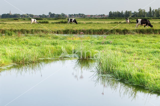 Cow (Bos domesticus)