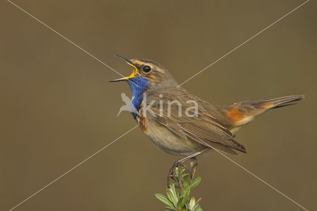 Blauwborst (Luscinia svecica)