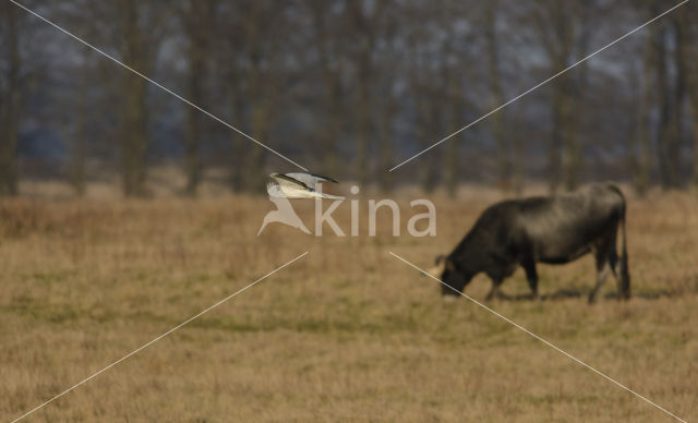 Blauwe Kiekendief (Circus cyaneus)