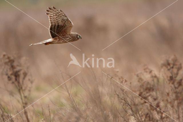 Northern Harrier