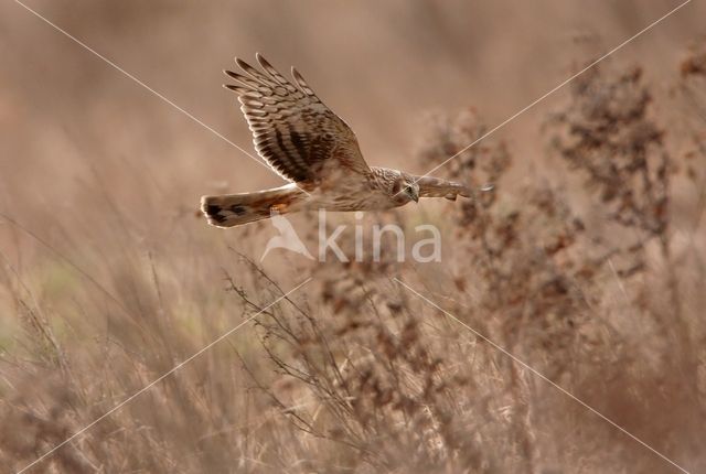 Northern Harrier