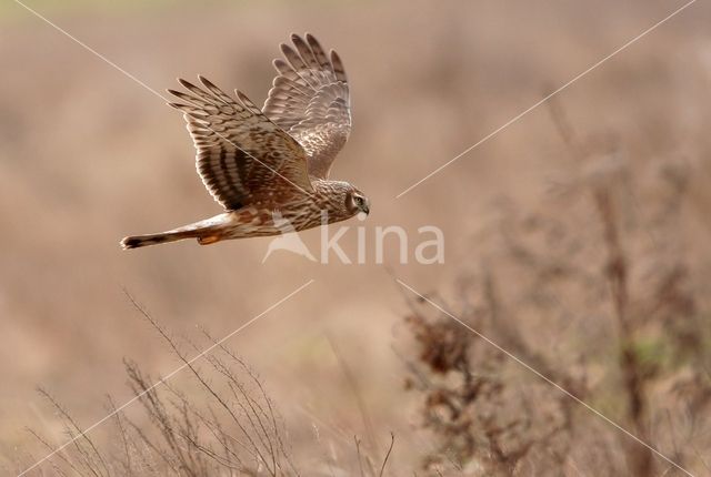 Northern Harrier