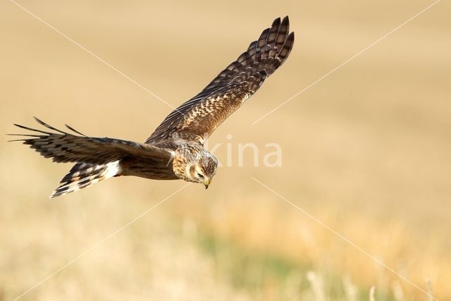 Northern Harrier