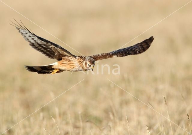 Northern Harrier