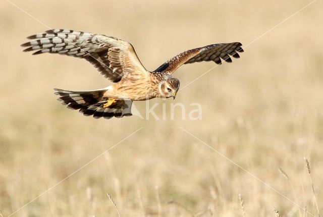 Northern Harrier