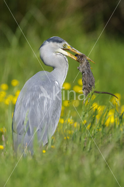 Blauwe Reiger (Ardea cinerea)