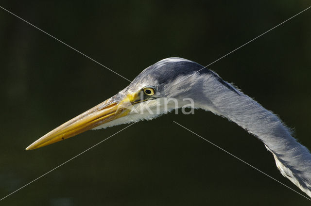 Blauwe Reiger (Ardea cinerea)