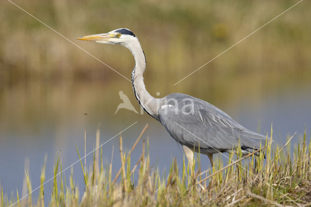 Grey Heron (Ardea cinerea)