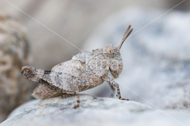 Blauwvleugelsprinkhaan (Oedipoda caerulescens)