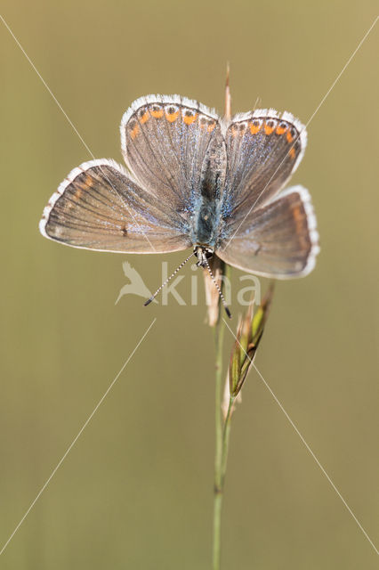 Bleek blauwtje (Polyommatus coridon)