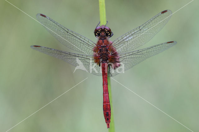 Bloedrode heidelibel (Sympetrum sanguineum)