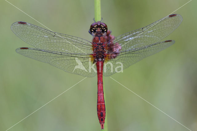 Bloedrode heidelibel (Sympetrum sanguineum)