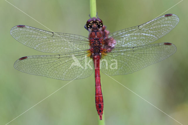 Bloedrode heidelibel (Sympetrum sanguineum)