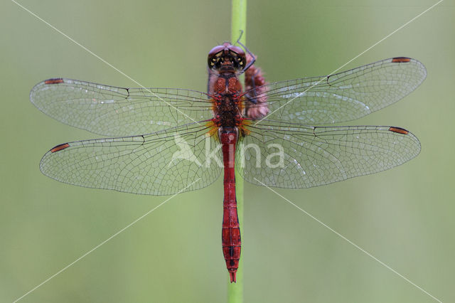 Bloedrode heidelibel (Sympetrum sanguineum)