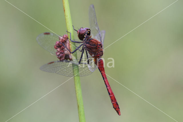 Ruddy Darter (Sympetrum sanguineum)