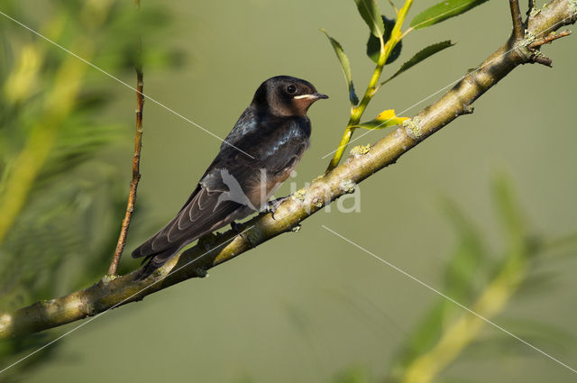 Boerenzwaluw (Hirundo rustica)