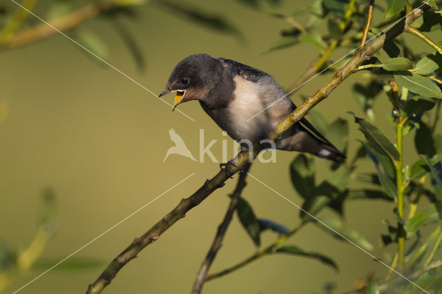 Boerenzwaluw (Hirundo rustica)