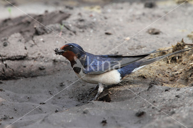 Barn Swallow (Hirundo rustica)