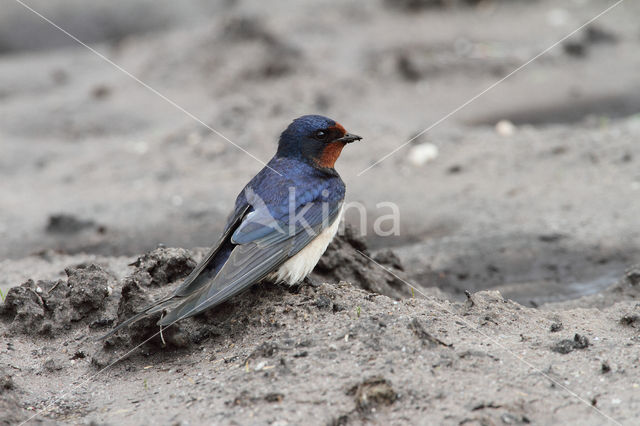 Boerenzwaluw (Hirundo rustica)