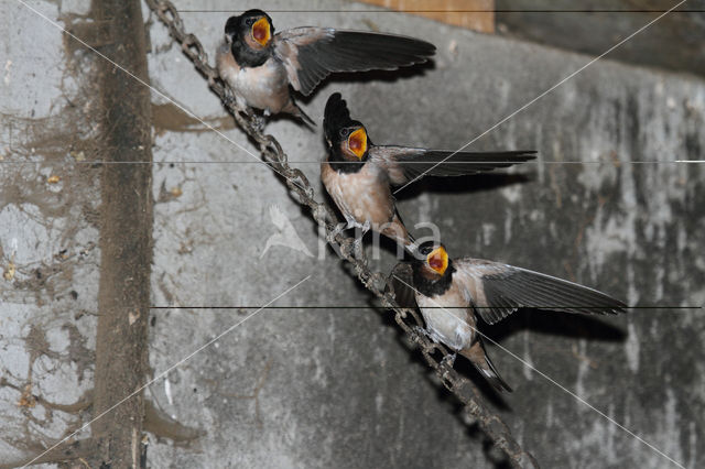 Boerenzwaluw (Hirundo rustica)