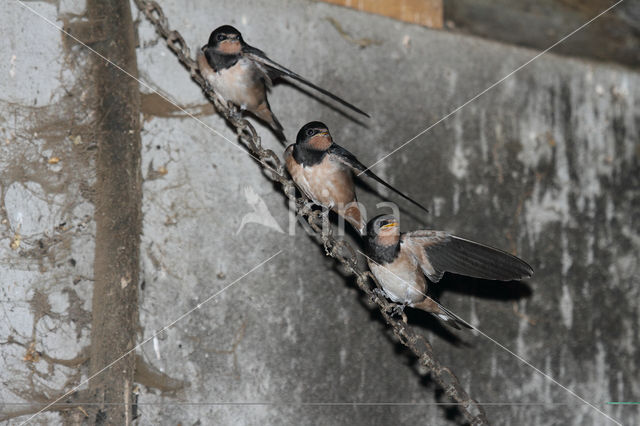 Boerenzwaluw (Hirundo rustica)