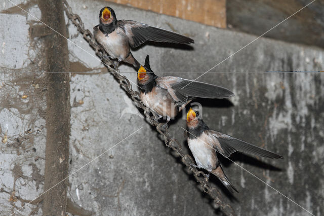 Boerenzwaluw (Hirundo rustica)