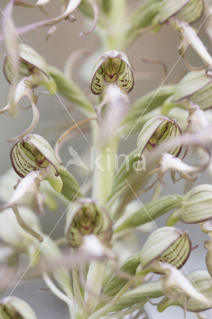 Bokkenorchis (Himantoglossum hircinum)