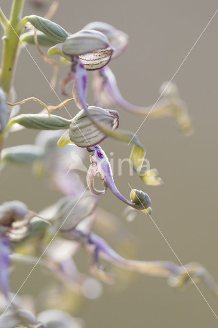 Bokkenorchis (Himantoglossum hircinum)