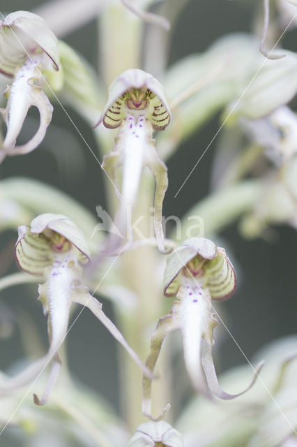 Bokkenorchis (Himantoglossum hircinum)