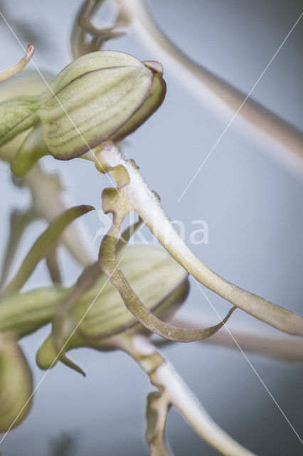 Lizard Orchid (Himantoglossum hircinum)