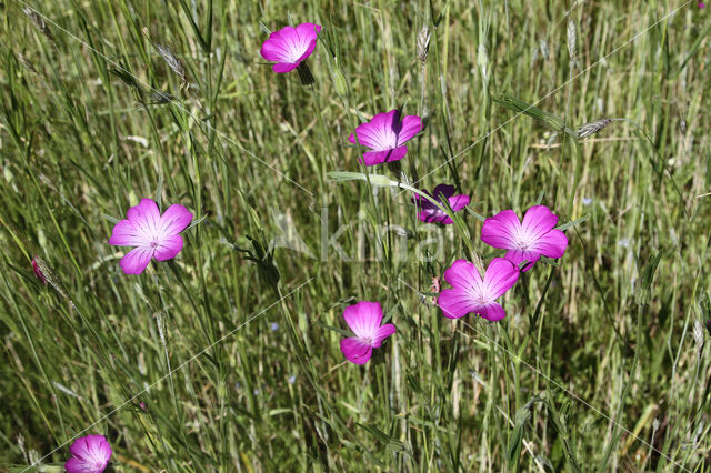 Bolderik (Agrostemma githago)