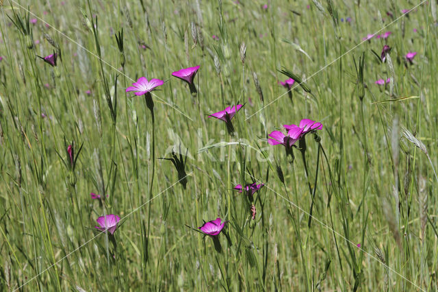 Corncockle (Agrostemma githago)
