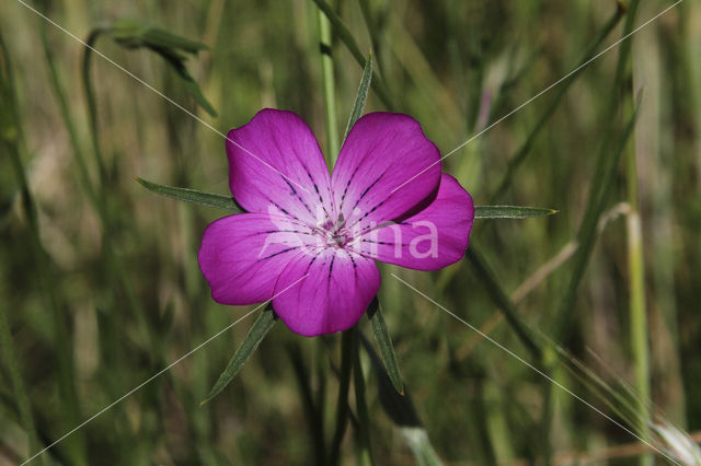 Bolderik (Agrostemma githago)