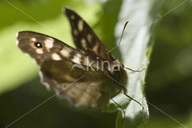 Speckled Wood (Pararge aegeria)